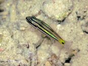 Moalboal Cardinalfish Medium Web view.jpg