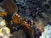 Moalboal Banded Boxer Shrimp2 Medium Web view.jpg
