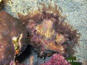 Moalboal Anemone Hermit Crab Medium Web view.jpg