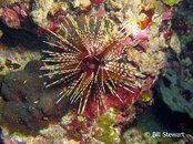 Moalboal Bristleworm Medium Web view.jpg