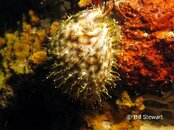 Moalboal Cowrie Hunting Medium Web view.jpg