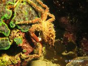 Moalboal Crab2 Medium Web view.jpg