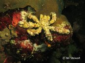 Moalboal Crab3 Medium Web view.jpg