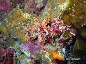 Moalboal Juvenile Stonefish Medium Web view.jpg