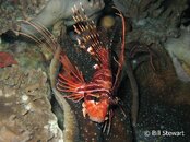 Moalboal Lionfish2 Medium Web view.jpg