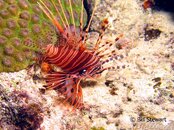 Moalboal Lionfish3 Medium Web view.jpg