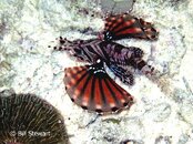 Moalboal Lionfish Medium Web view.jpg