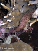 Moalboal Moray Eel Medium Web view.jpg