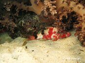Moalboal Multibarred Goatfish Medium Web view.jpg