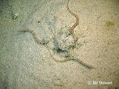 Moalboal Pipefish Medium Web view.jpg