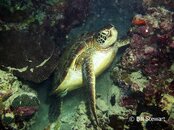 Moalboal Sea Turtle Night Medium Web view.jpg