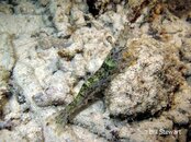 Moalboal Shrimp Medium Web view.jpg