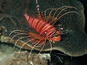 Moalboal Spotfin Lionfish2 Medium Web view.jpg