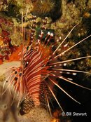 Moalboal Spotfin Lionfish Medium Web view.jpg