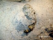 Moalboal Stonefish Medium Web view.jpg