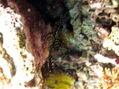 Moalboal Pescador Ornate Ghost Pipefish Medium Web view.jpg
