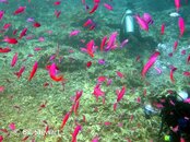 Moalboal Pescador Reeffish3 Medium Web view.jpg