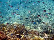 Moalboal Pescador Reeffish4 Medium Web view.jpg