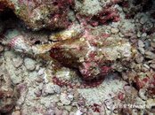 Moalboal Pescador Stonefish Medium Web view.jpg