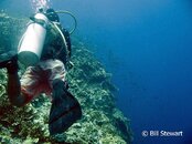 Moalboal Pescador Top of the Wall Medium Web view.jpg