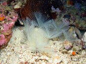 Moalboal Pescador Tubeworms Medium Web view.jpg