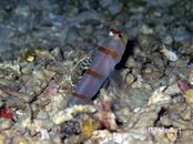Moalboal Pescador Gobie Medium Web view.jpg