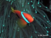 Moalboal Pescador Red and Black Anemonefish Medium Web view.jpg