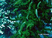 Moalboal Pescador Reeffish Medium Web view.jpg