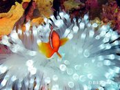 Moalboal Pescador Tomato Anemonefish2 Medium Web view.jpg