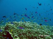Moalboal Pescador Reeffish8 Medium Web view.jpg