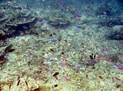 Moalboal Pescador Reeffish7 Medium Web view.jpg
