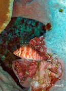 Moalboal Pescador Threadfin Hawkfish Medium Web view.jpg