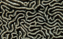unknown coral.jpg
