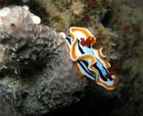 nudi_1a_comp.jpg