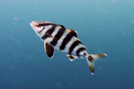 zebra.jpg