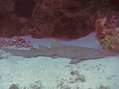 P1000388-2.jpg