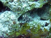 P1000464-2.jpg
