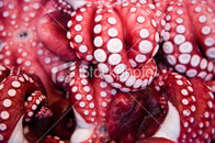 ist2_9981317-octopus-tentacles.jpg