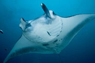 200_Yap Manta Ray.jpg