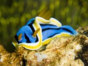 16 - nudibranch (chromodoris annae).jpg