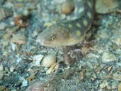 sharptail eel 1.jpg