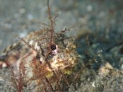 baby scorpion fish peekaboo.jpg