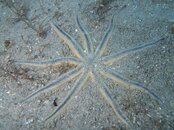 9 arm sea star 1.jpg