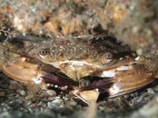 blue crab.jpg