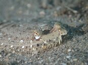 baby flounder 1.jpg