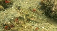 spotted goby1.jpg