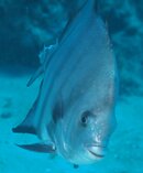 spadefish with bitten tail.jpg