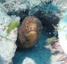Goldentail moray.jpg