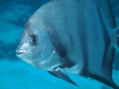 Atlantic Spadefish.jpg