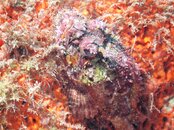 scorpion fish on orange.jpg